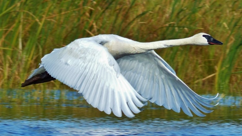 2 Englehart men fined $5K for shooting trumpeter swans | CBC News