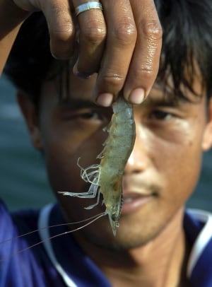 190404-SHRIMP7-TRAT-THAILAND
