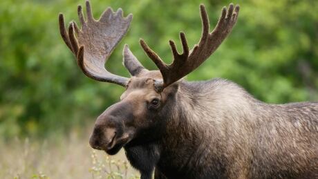 The Department of Environment is investigating a claim that a group of moose hunters were threatened and blocked from legally hunting in the Cape Breton Highlands. Moose
