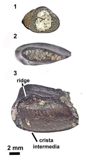 Fossil