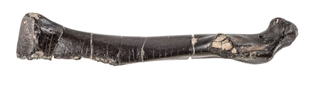 Bird fossil collarbone