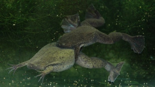 Mating pair of new species