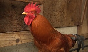 Louise the Rooster