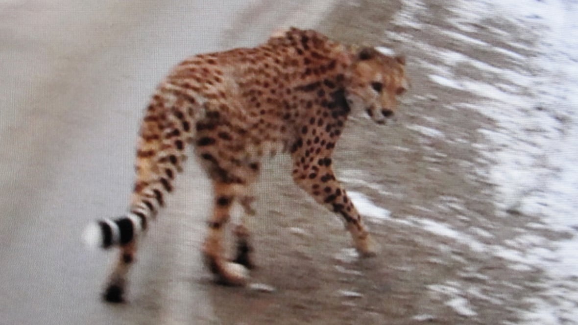 チータ　Cheetah 53,300点を超えるCheetahのストックフォト、写真、そして