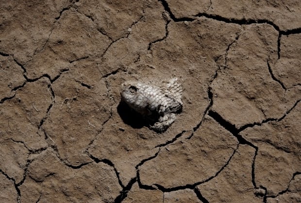 CLIMATECHANGE-SUMMIT/BOLIVIA-LAKE