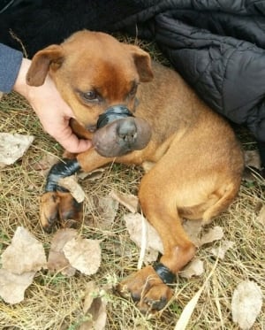 Taped Dog