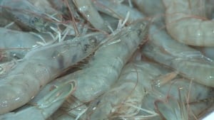 shrimp farm cocchio