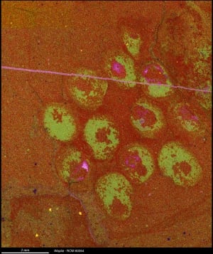 Waptia eggs