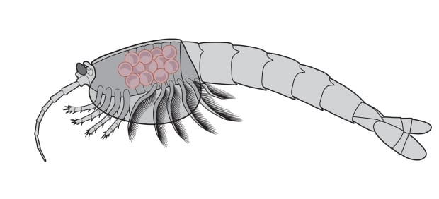 Waptia fieldensis