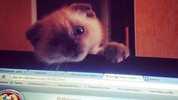 Barsik the cat a frontrunner in Siberian city election | CBC News