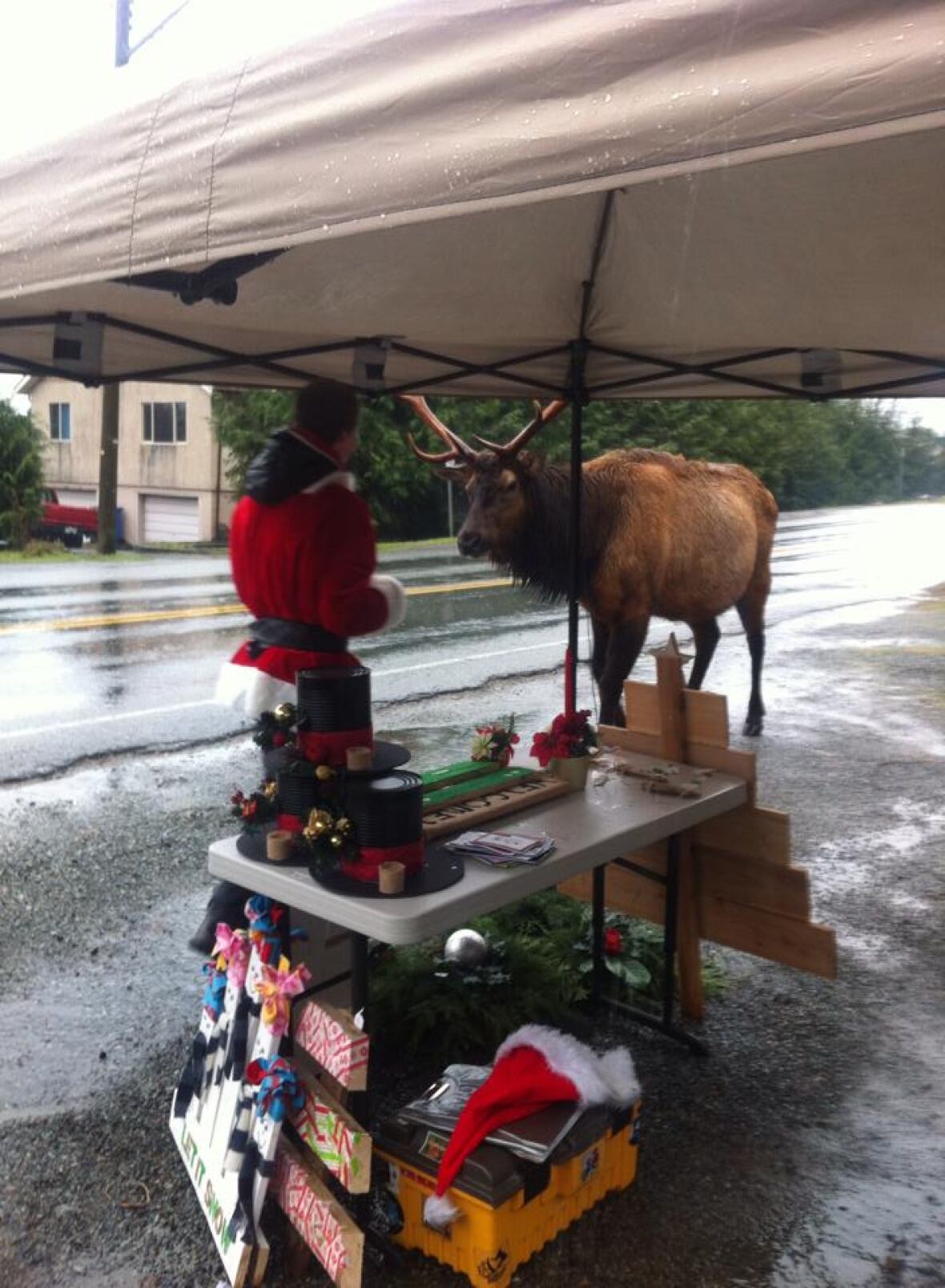 Elk checks out Youbou's Christmas craft fair CBC News