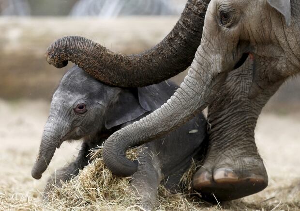 BELGIUM-ANIMALS/