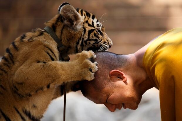 THAILAND-WILDLIFE/