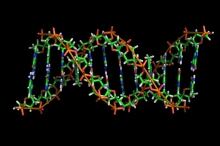 B-DNA