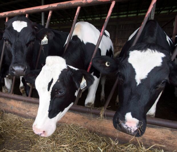 Cows 20150811