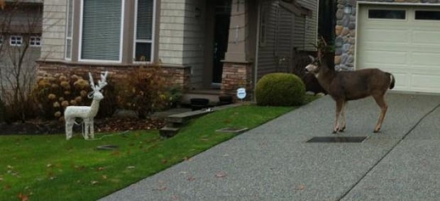 Urban deer