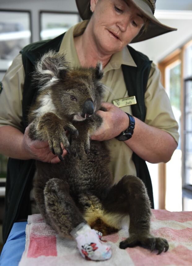 AUSTRALIA VICTORIAN BUSHFIRES WILDLIFE RESCUE