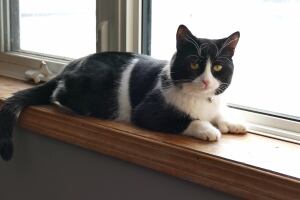 Cat rescued in Parr Street house fire