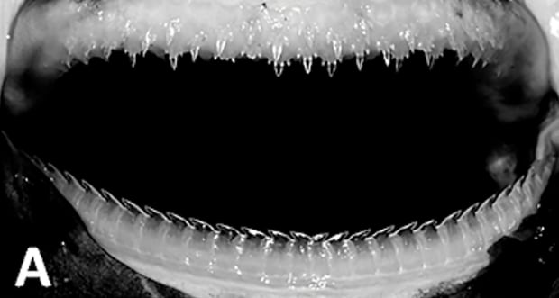 Ninja lanternshark
