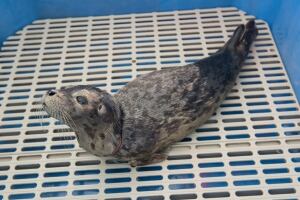 Maelle seal pup