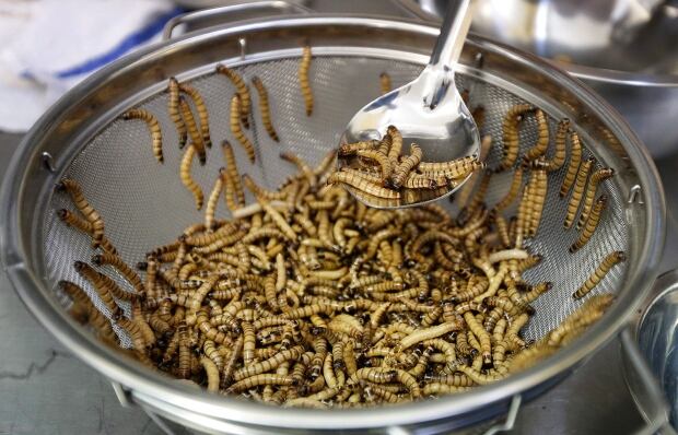Edible Insects