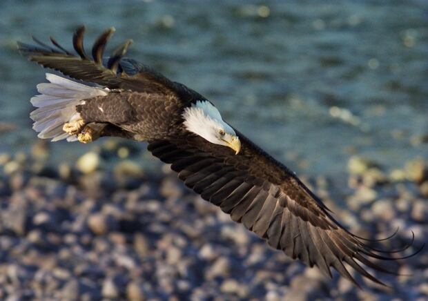BALD-EAGLE-STOCK