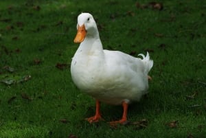 Pets-Easter Ducks