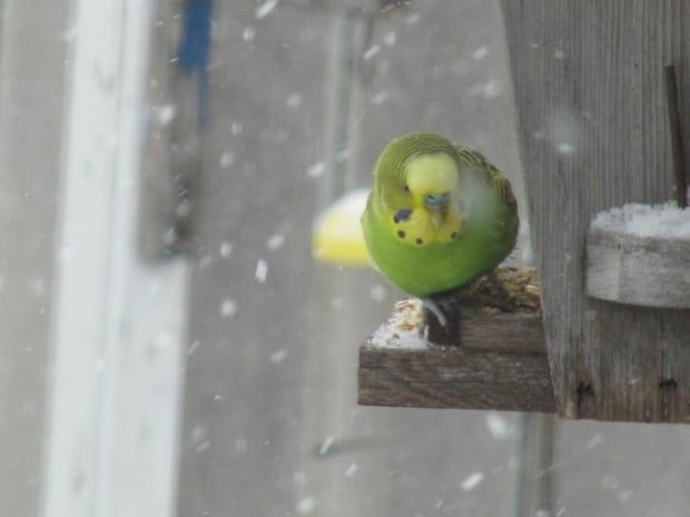 Winnipeg, budgie rescued