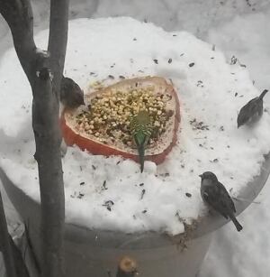 Budgie, Winnipeg