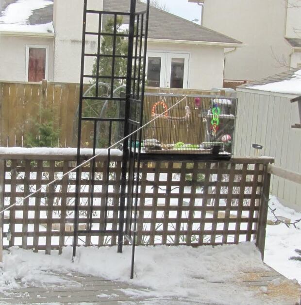 Winnipeg budgie