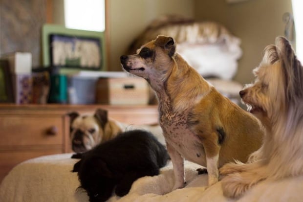 doggies