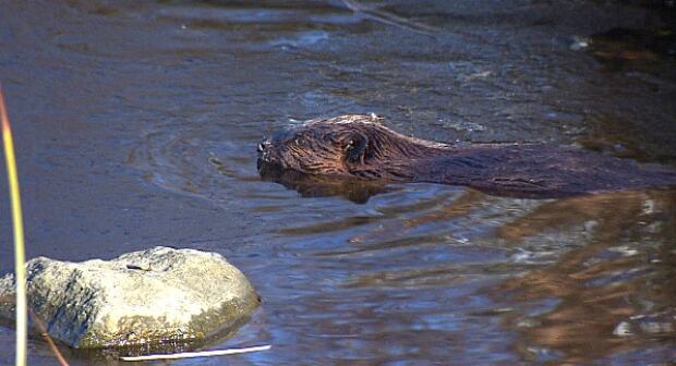 Olympic Village beaver 2015
