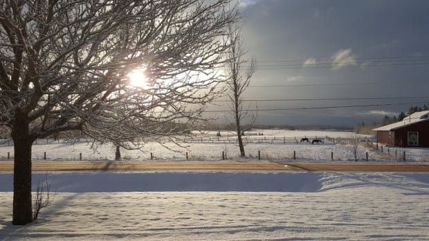 Montague Horses