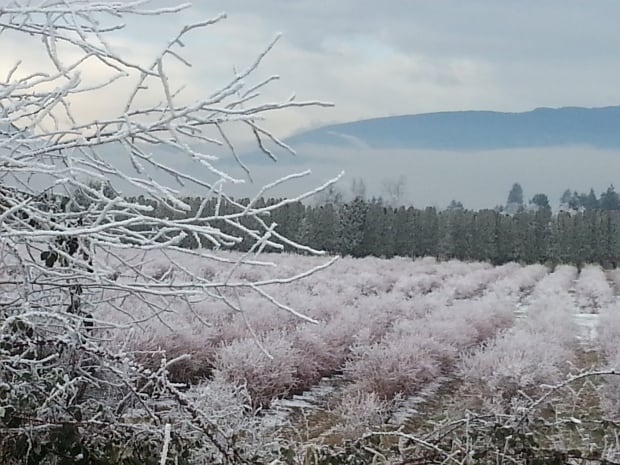 pitt meadows snow