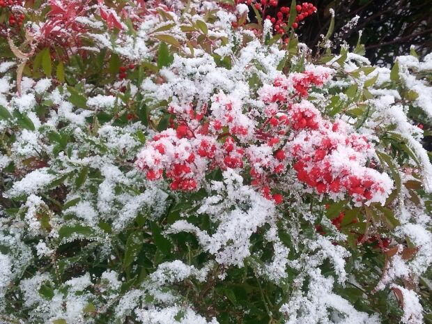 pitt meadows snow