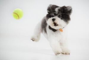 Tucker and ball
