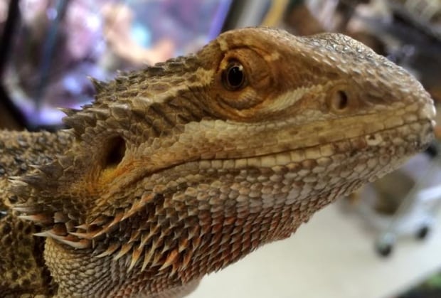 Bearded Dragon