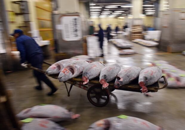 Tsukiji fish market New Years auction Jan 5 2016 tuna cart