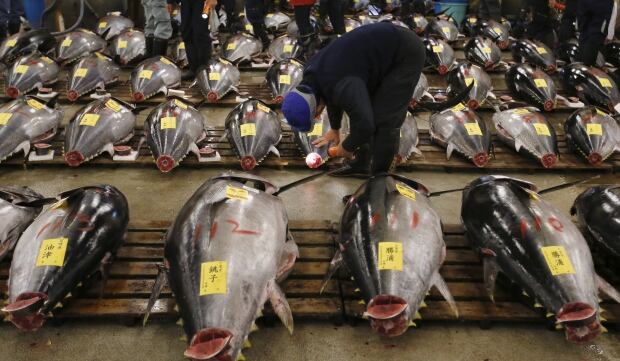 Tsukiji fish market New Years auction Jan 5 2016 tuna for sale