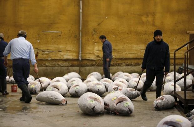 Tsukiji fish market New Years auction Jan 5 2016 frozen fish