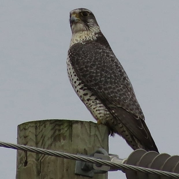 Gyrfalcon LaSalle