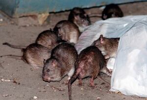 Superstorm Rats