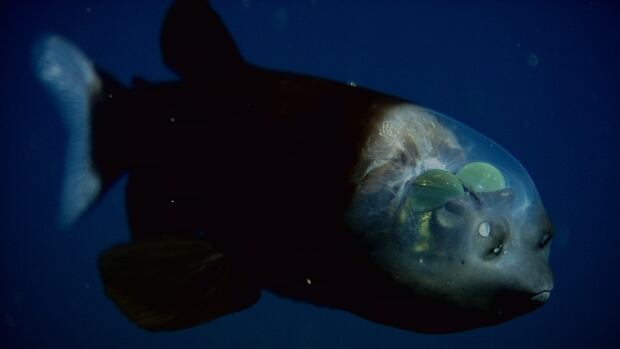 Barrel-eye fish