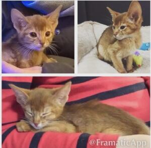 Cleo kitten
