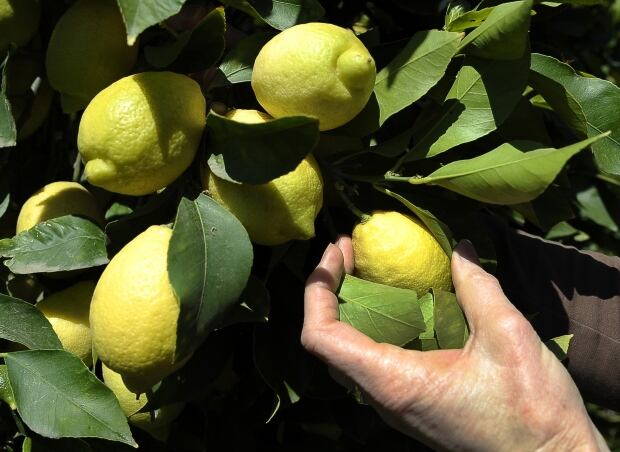 USA-CITRUS/CALIFORNIA