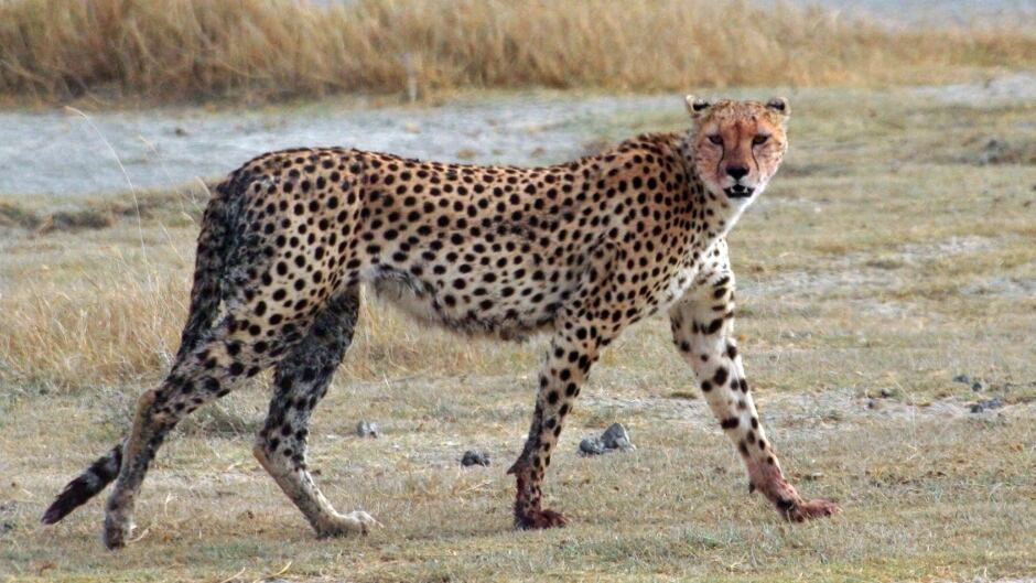 A Cheetah (Acinonyx jubatus raineyii) walking at Ngorongoro Crater, Tanzania.