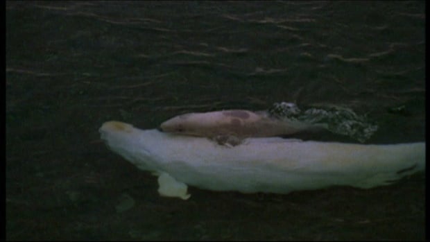 Beluga and calf