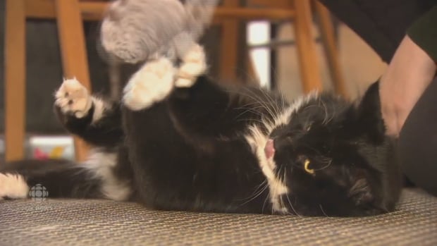 cat cafe vancouver toy