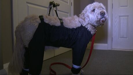 Homes For Paws Dog Rescue Ottawa Homes For Paws Dog Rescue Ottawa