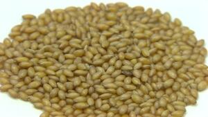 Canary seed